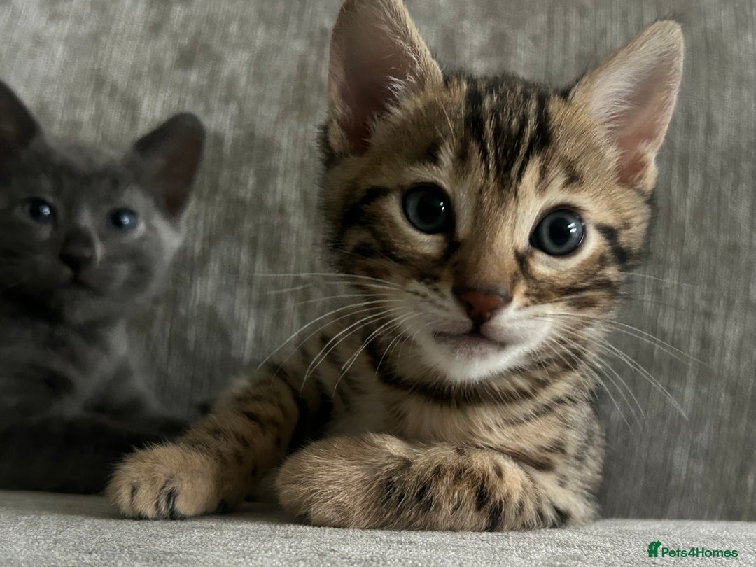 Bengal cats for sale: Stunning Bengal Kittens - TICA Registered - Image 35
