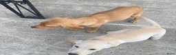 Labrador Retriever dogs for sale: Two beautiful labradors 1 male 1 female  - Advert 2