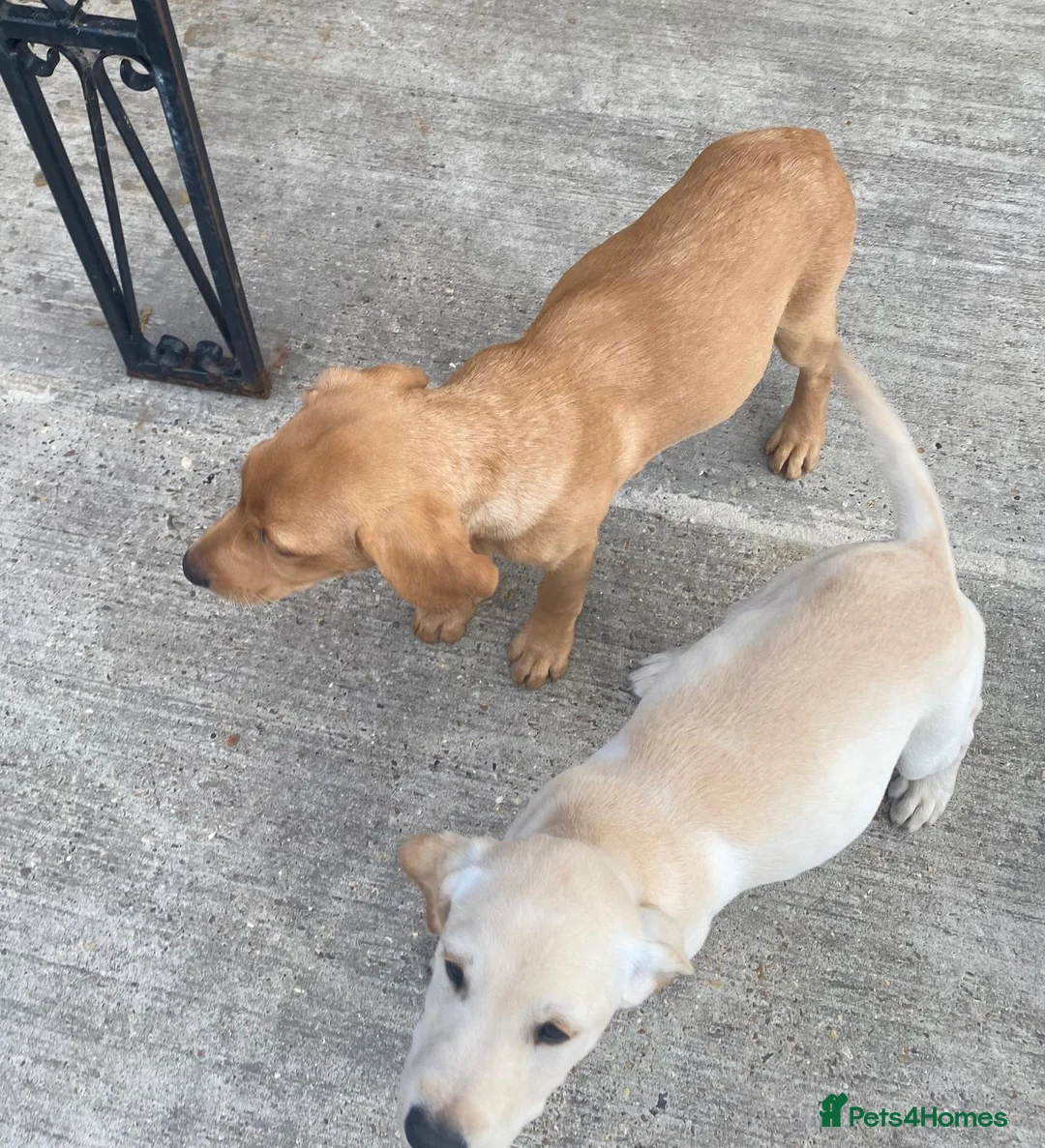 Labrador Retriever dogs for sale: Two beautiful labradors 1 male 1 female  - Advert 2