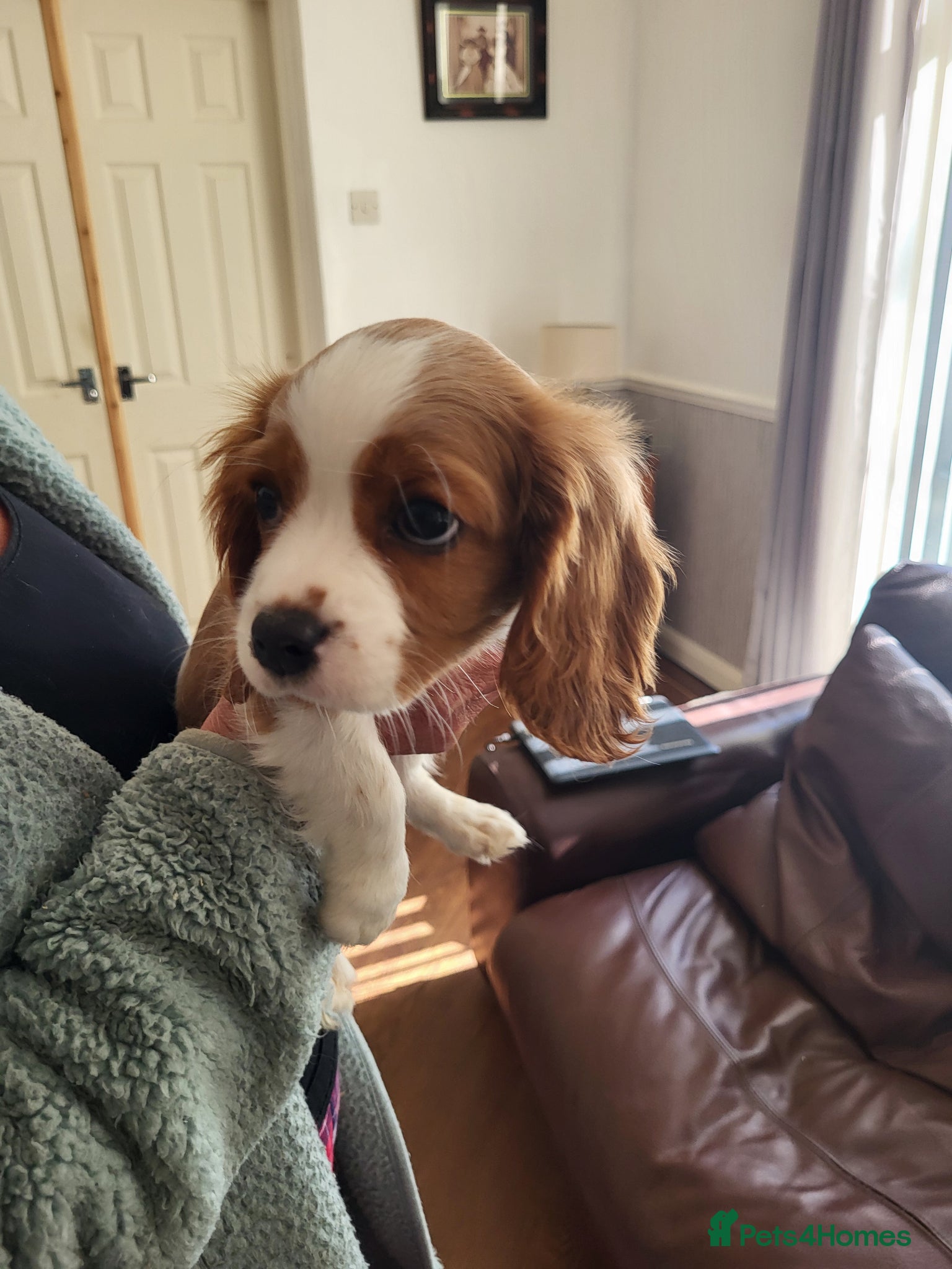 Cavalier King Charles Spaniel dogs Cavalier king Charles spaniel for sale  - Advert 18