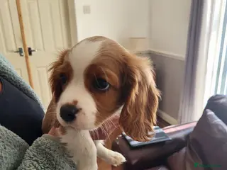 Cavalier King Charles Spaniel dogs Cavalier king Charles spaniel for sale - Advert 1