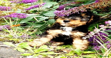 Mixed Breed dogs - Advert 12