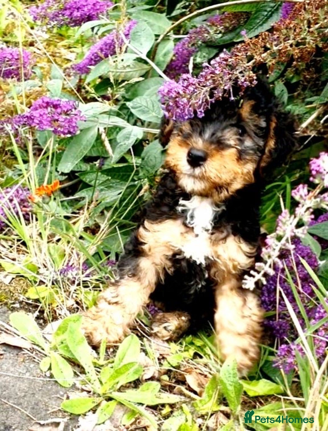 Mixed Breed dogs for sale: ABSOLUTELY STUNNING FOXYPOO PUPPIES - Image 4