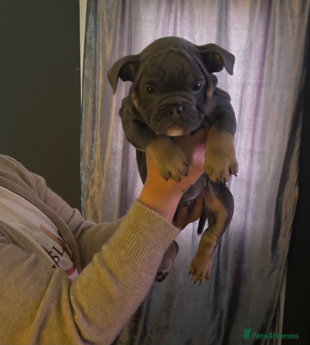 Mixed Breed dogs for sale: Bulldog puppy’s ready (5 BOYS LEFT 💙) - Image 7