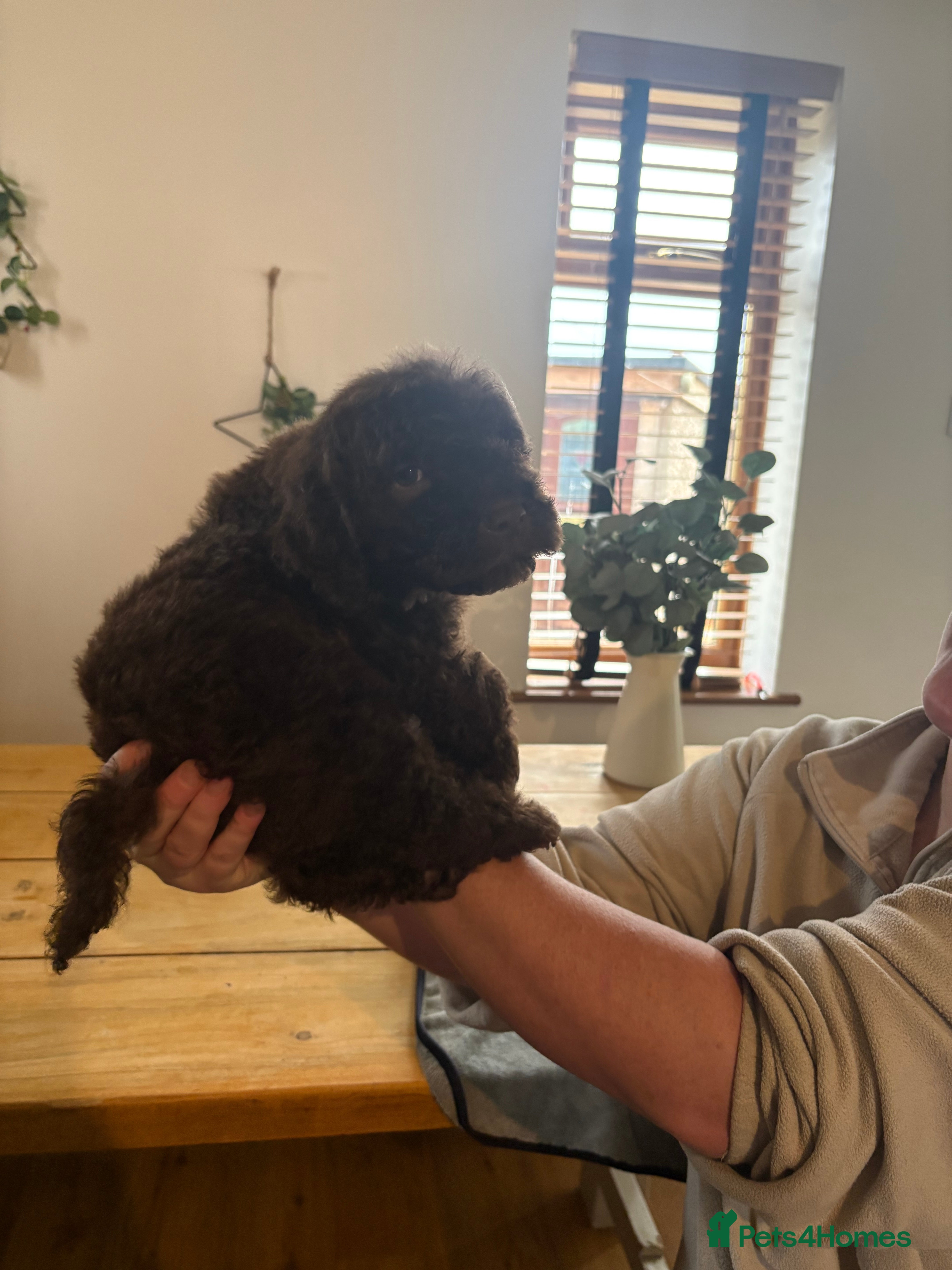 Lagotto Romagnolo dogs Stunning lagotto boys 🤩😍 - Advert 6