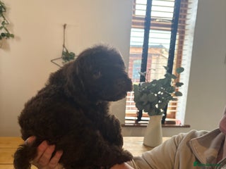 Lagotto Romagnolo dogs Stunning lagotto boys 🤩😍 - Advert 4