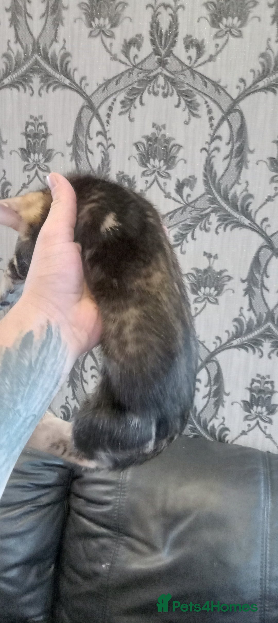 Bengal cats for sale: Pedigree Bengal Kittens - Image 10