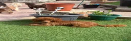 Toy Poodle dogs for sale: Stunning Male Toy Poodle - Advert 2