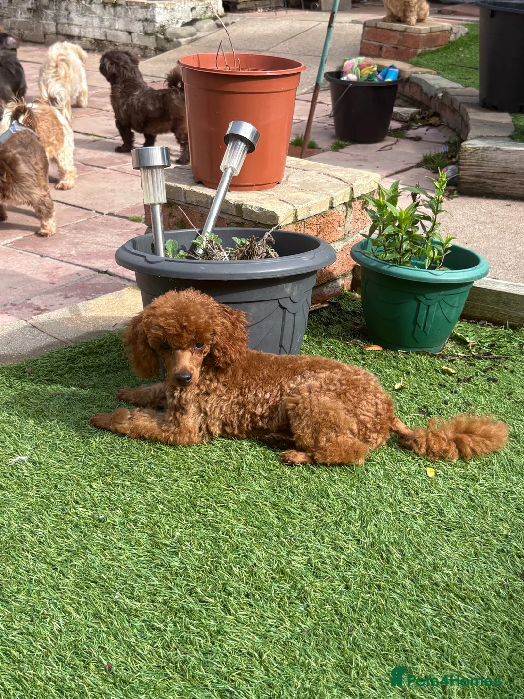 Toy Poodle dogs for sale: Stunning Male Toy Poodle - Advert 2