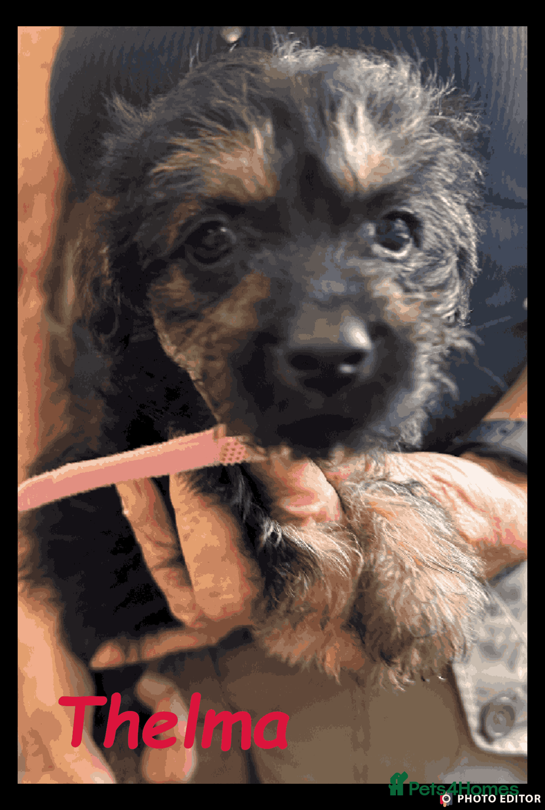 Mixed Breed dogs for sale: Beautiful Borderpoo Puppies – Ready 24th August - Image 28