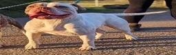 Alapaha Blue Blood Bulldog dogs for sale: Stunning Male IABBR Alapaha puppies - Advert 3