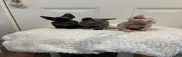 Devon Rex cats for sale: Fife reg Devon Rex kittens  - Advert 13