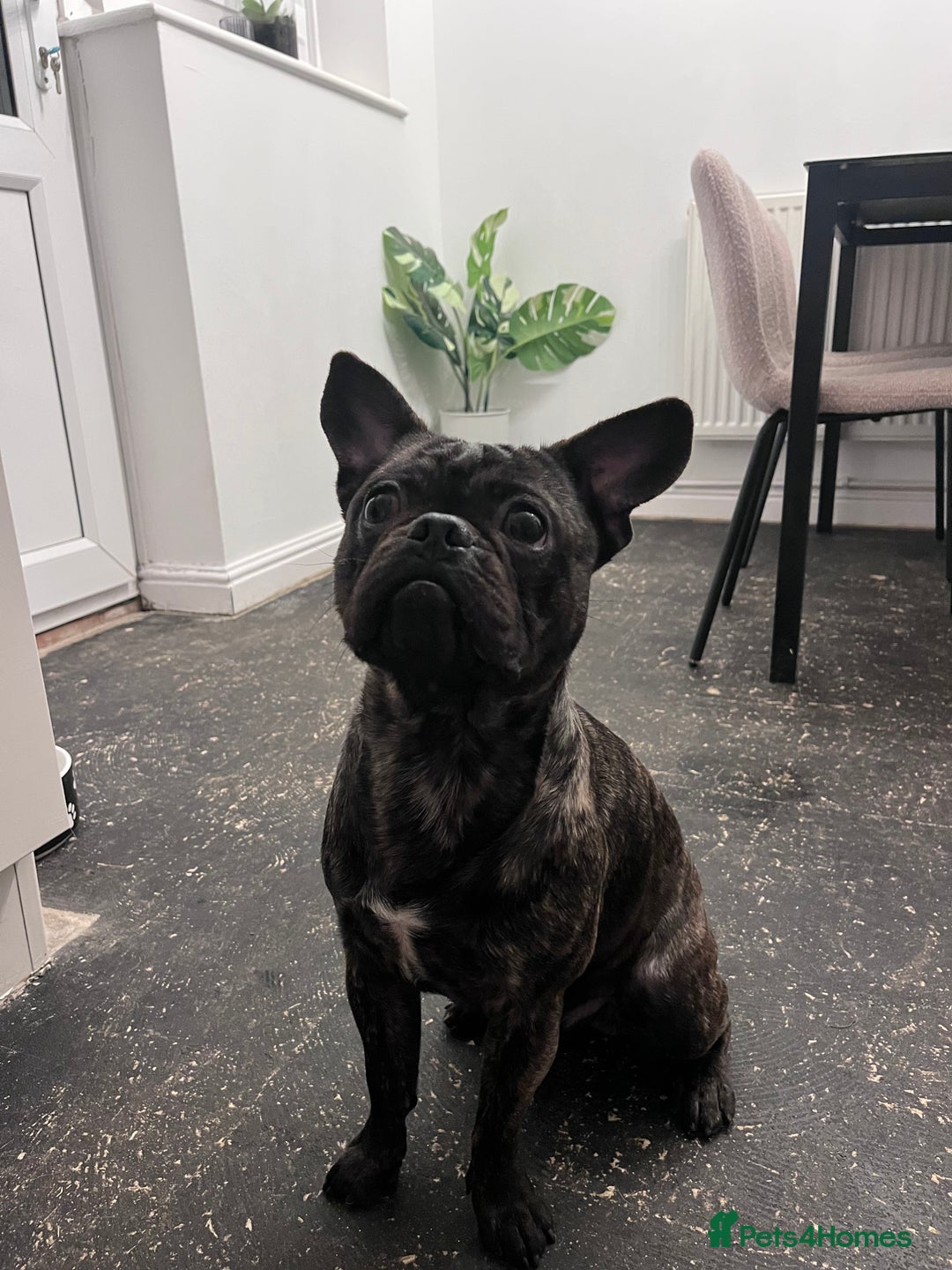 Frug dogs for sale: Frug for rehoming called marvel  - Advert 1