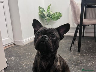 Frug dogs Frug for rehoming called marvel - Advert 2