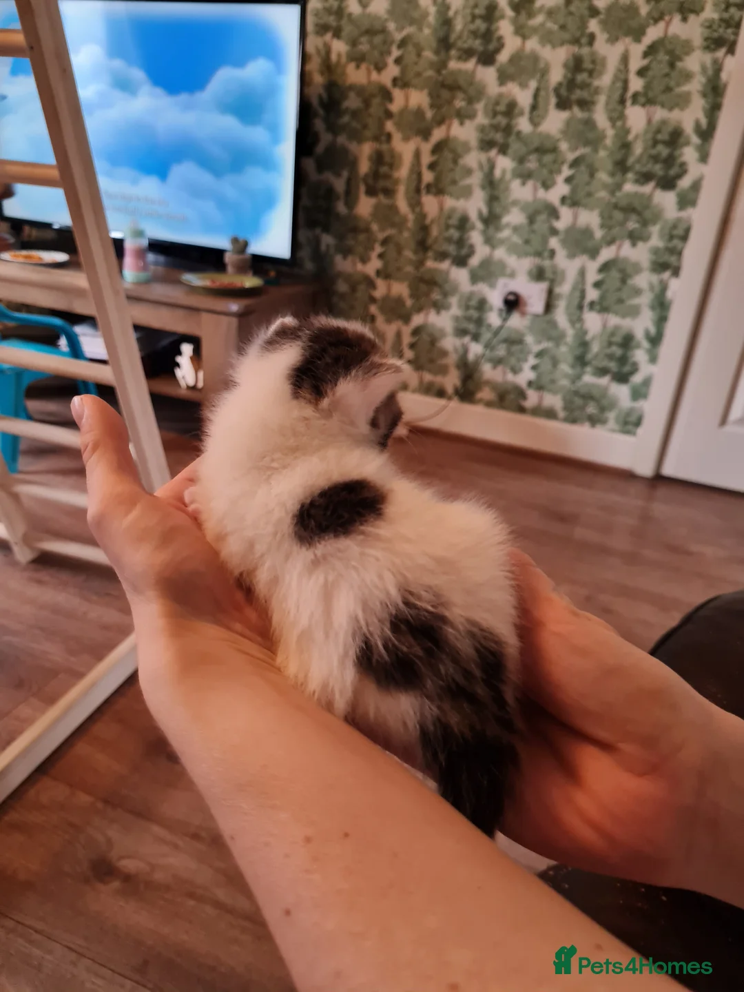 Mixed Breed cats for sale: Fluffy cute chunky kittens! - Advert 5