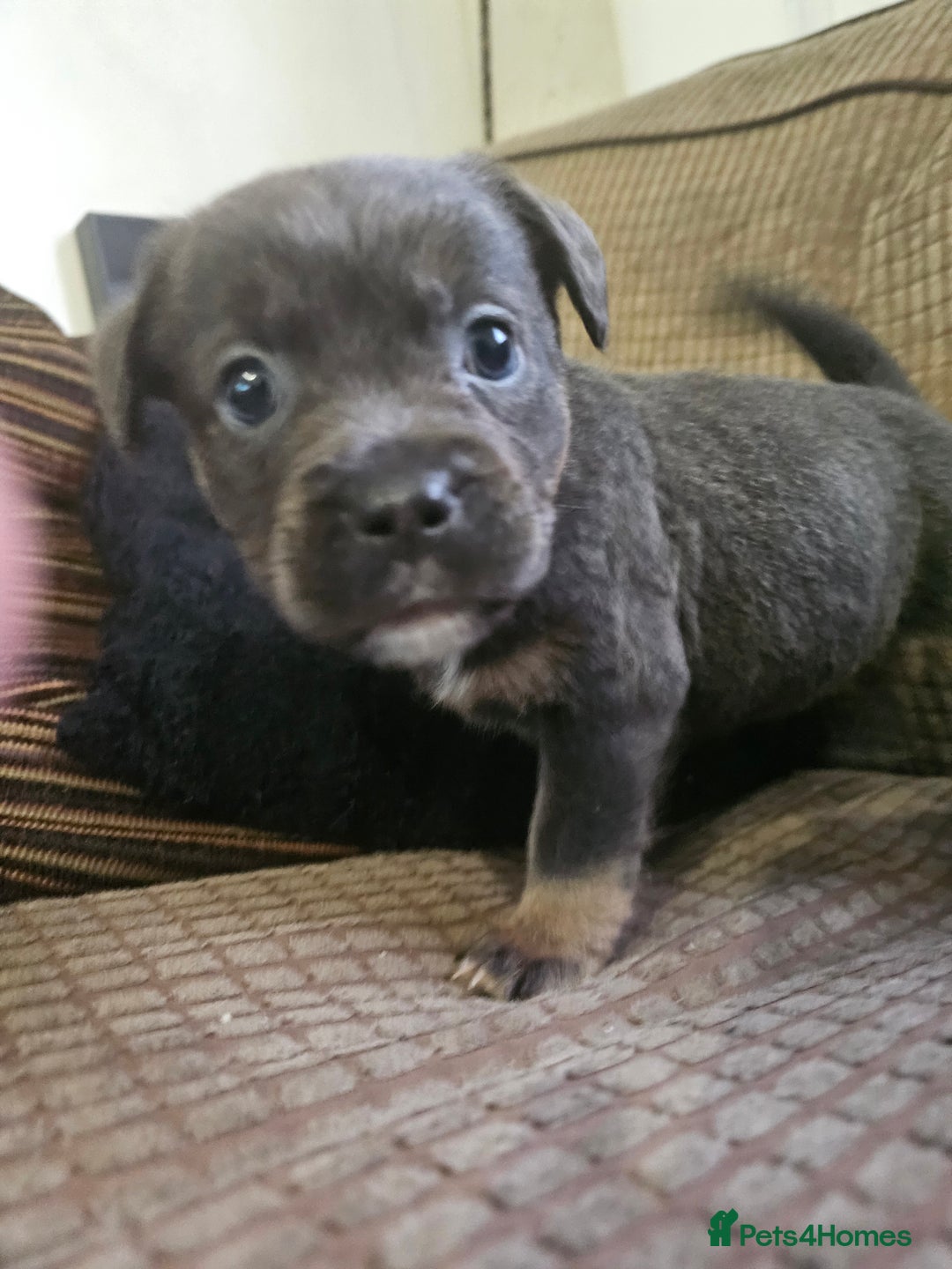 Mixed Breed dogs for sale: Staffy x bulldog  - Advert 3