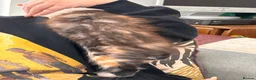 Maine Coon cats for sale: Maine Coon Kittens  - Advert 5