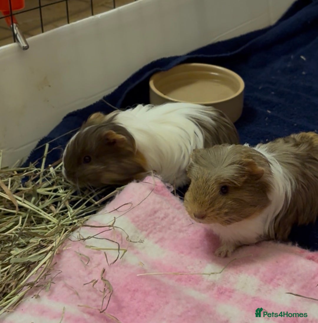 Guinea Pig rodents for sale: 2 Beautiful long haired girls  - Advert 6