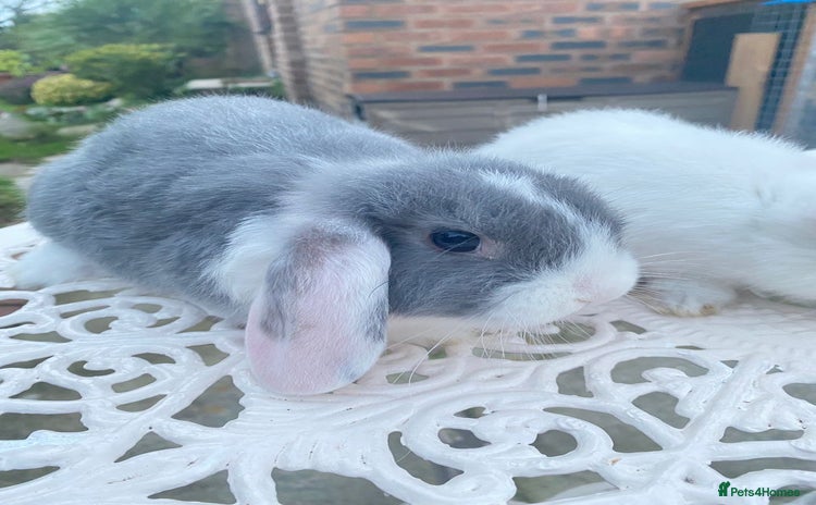 Mini Lop rabbits - Advert 6