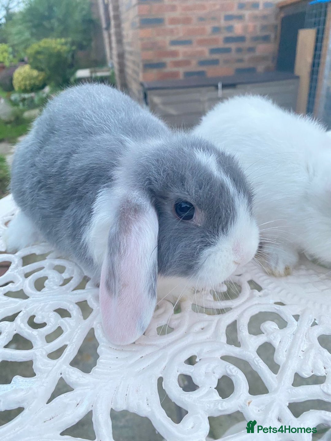 Mini Lop rabbits for sale: Ready Now Gorgeous Mini Lop Baby Rabbits Friendly - Image 1