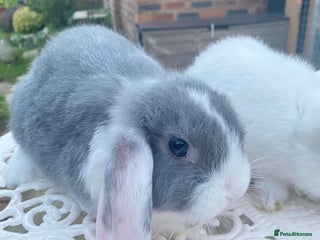 Mini Lop rabbits Ready Now Gorgeous Mini Lop Baby Rabbits Friendly - Advert 12
