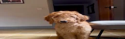 Goldendoodle dogs for sale: Irishdoodle Girls Need Their New homes  - Advert 8