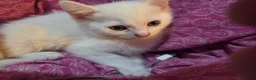 Turkish Angora cats for sale: White Turkish Angora Kittens - Advert 3