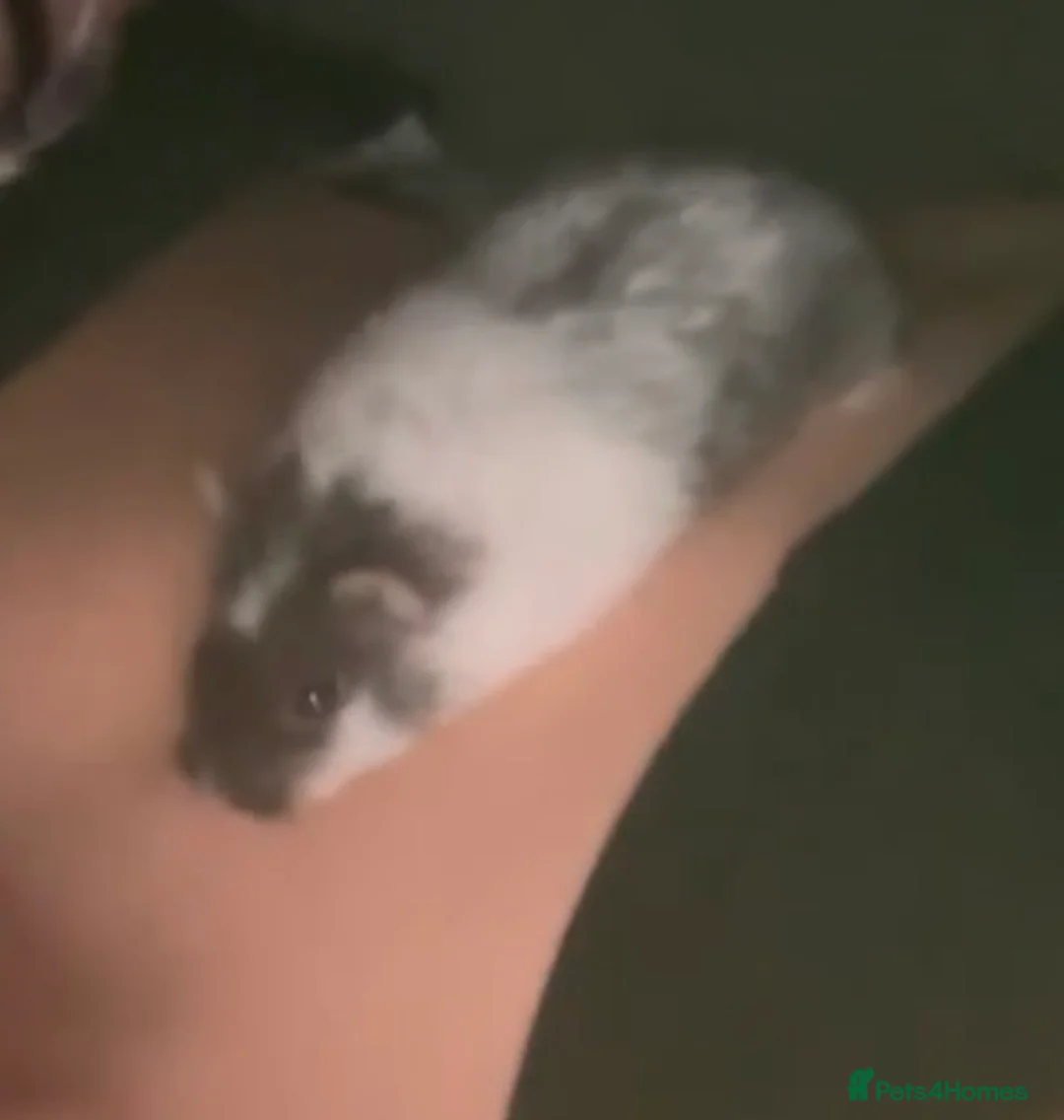 Hamster rodents for sale: Dwarf hamster in Doncaster - Advert 1
