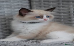 Ragdoll cats for sale: 🐈✨ Tica Registered Ragdoll Kittens in Tamworth - Image 27