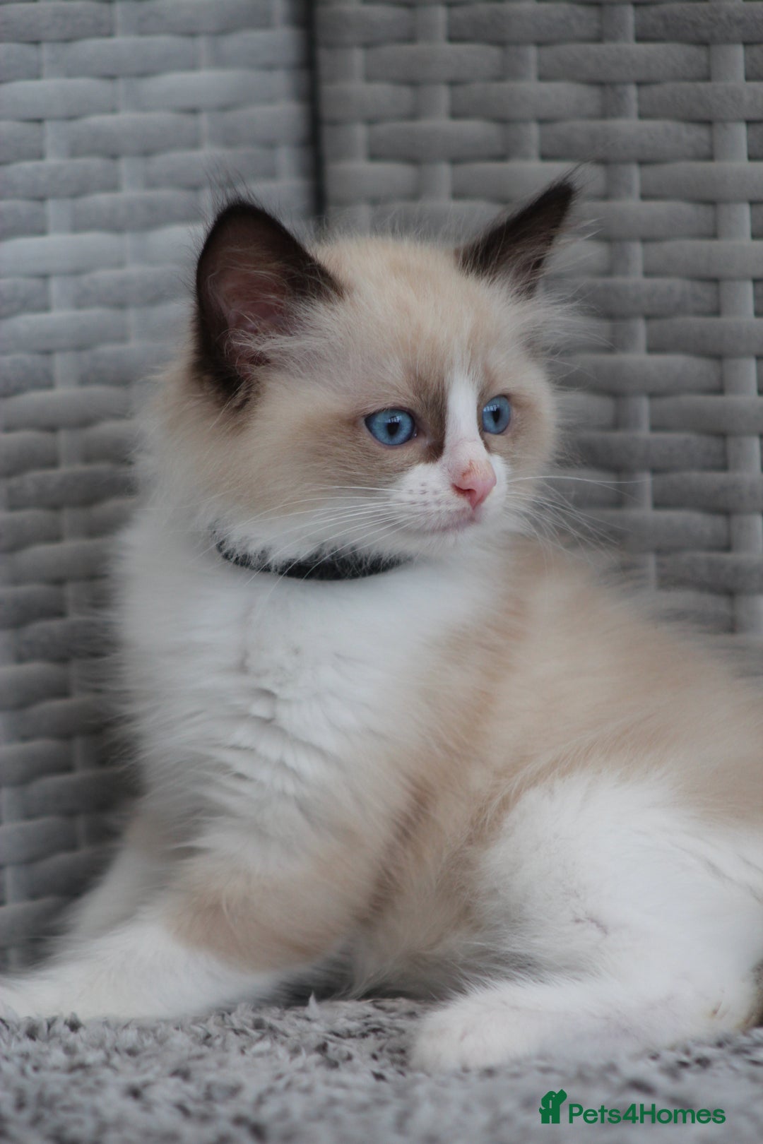 Ragdoll cats for sale: 🐈✨ Tica Registered Ragdoll Kittens in Tamworth - Image 27