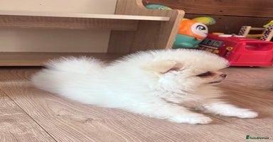 Pomeranian dogs - Advert 16