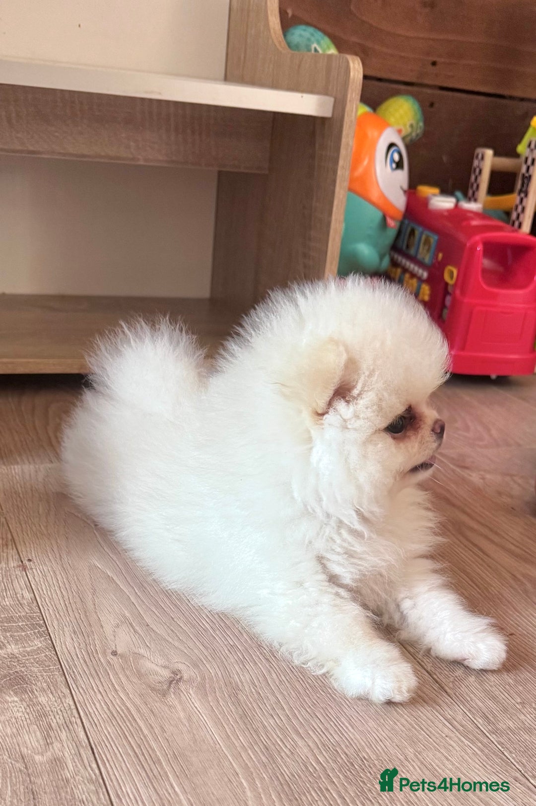 Pomeranian dogs for sale: REDUCED Bridgerton Teddy Bear Faced Pomeranians - Image 2