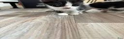 Mixed Breed cats for sale: 5 kittens for sale  in Southend-on-Sea - Advert 8