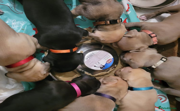 Presa Canario dogs - Advert 7