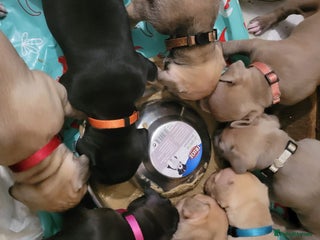 Presa Canario dogs - Advert 3