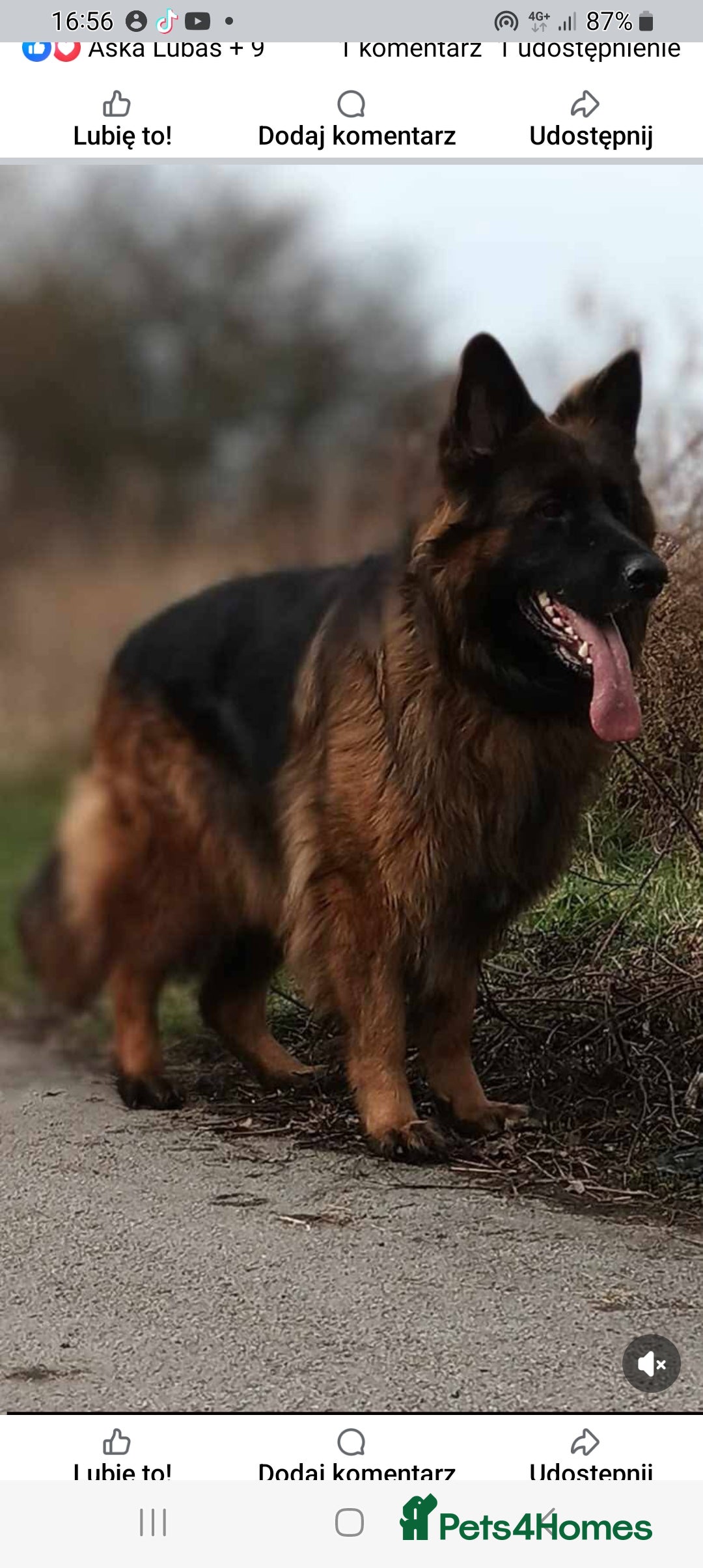 German Shepherd dogs for sale: KC. German shepherd puppies - Advert 14