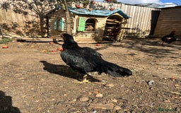 Chickens poultry for sale: Shamo aseel.  - Image 2