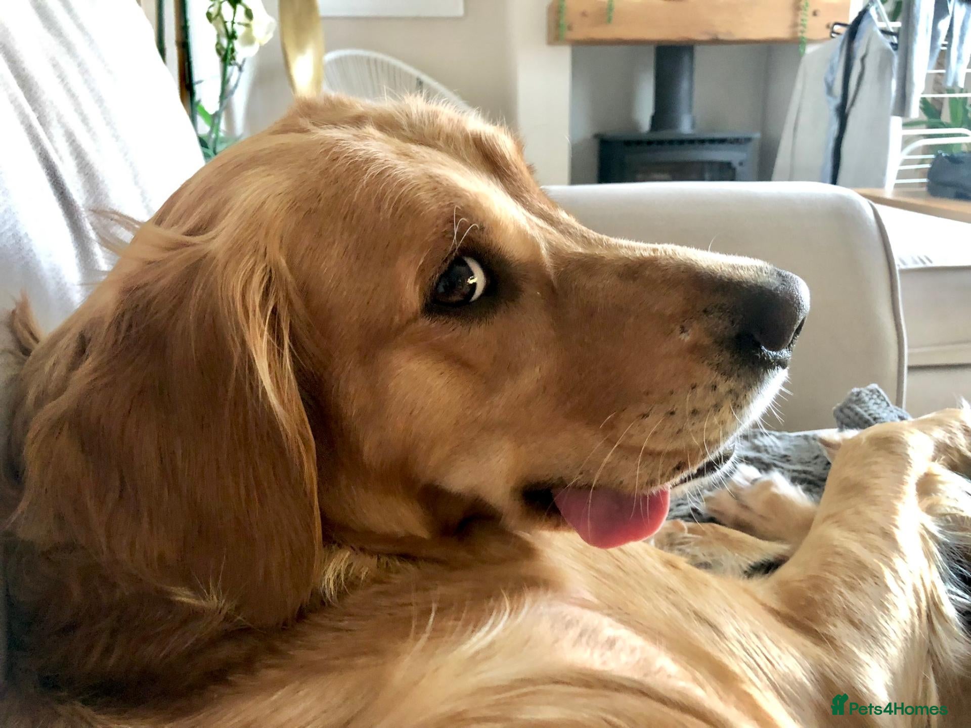 Golden Retriever dogs One Gorgeous Working Golden Retriever Puppy  - Advert 11