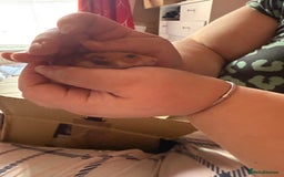 Mixed Breed rodents for sale: Downsizing my animal Collection  in Preston - Image 10