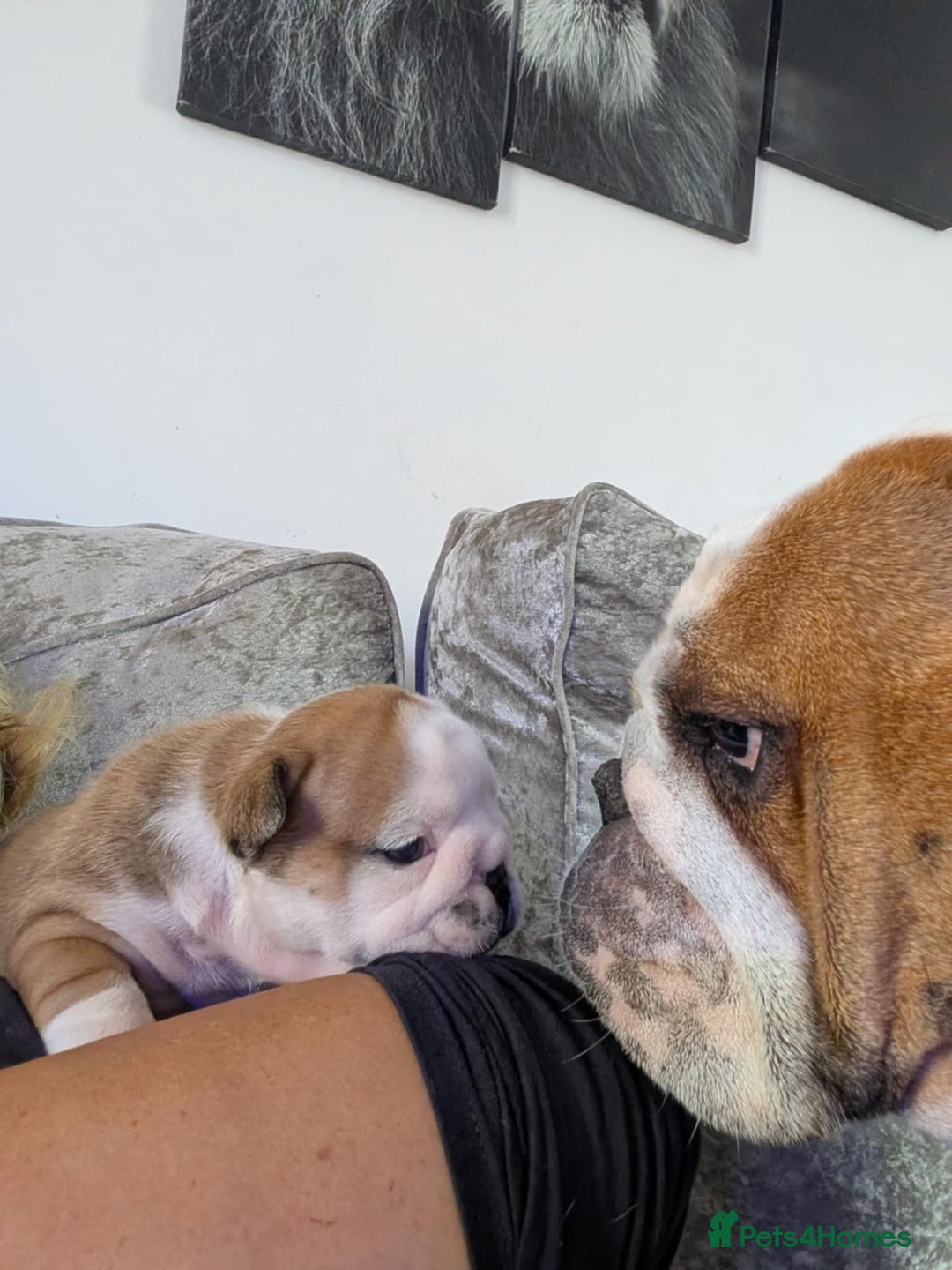English Bulldog dogs for sale: Traditional British bulldogs pet only homes  - Image 5