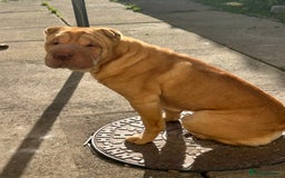 Shar Pei dogs for stud: Snoopy female  - Image 2