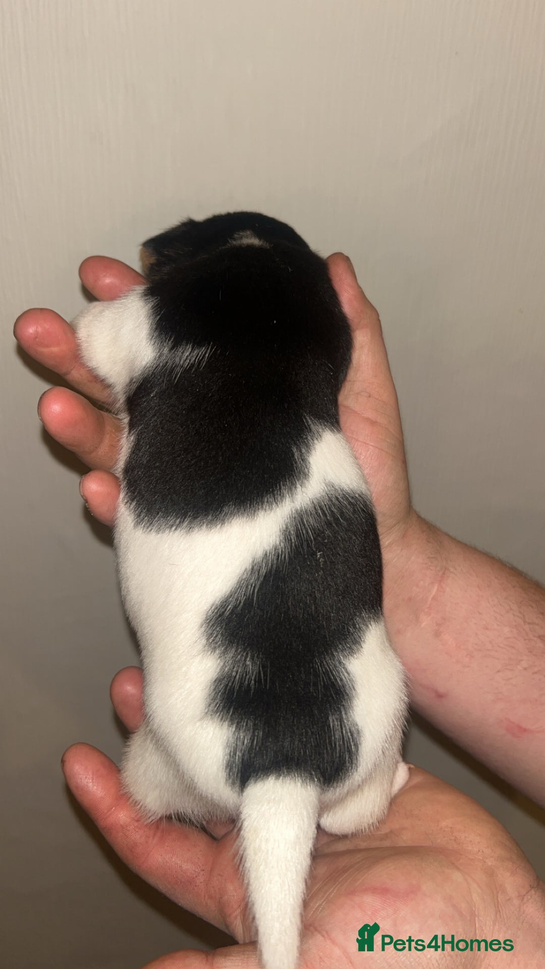 Jack Russell dogs for sale: Jack Russell Pups. 2 girls 2 boys  - Advert 7