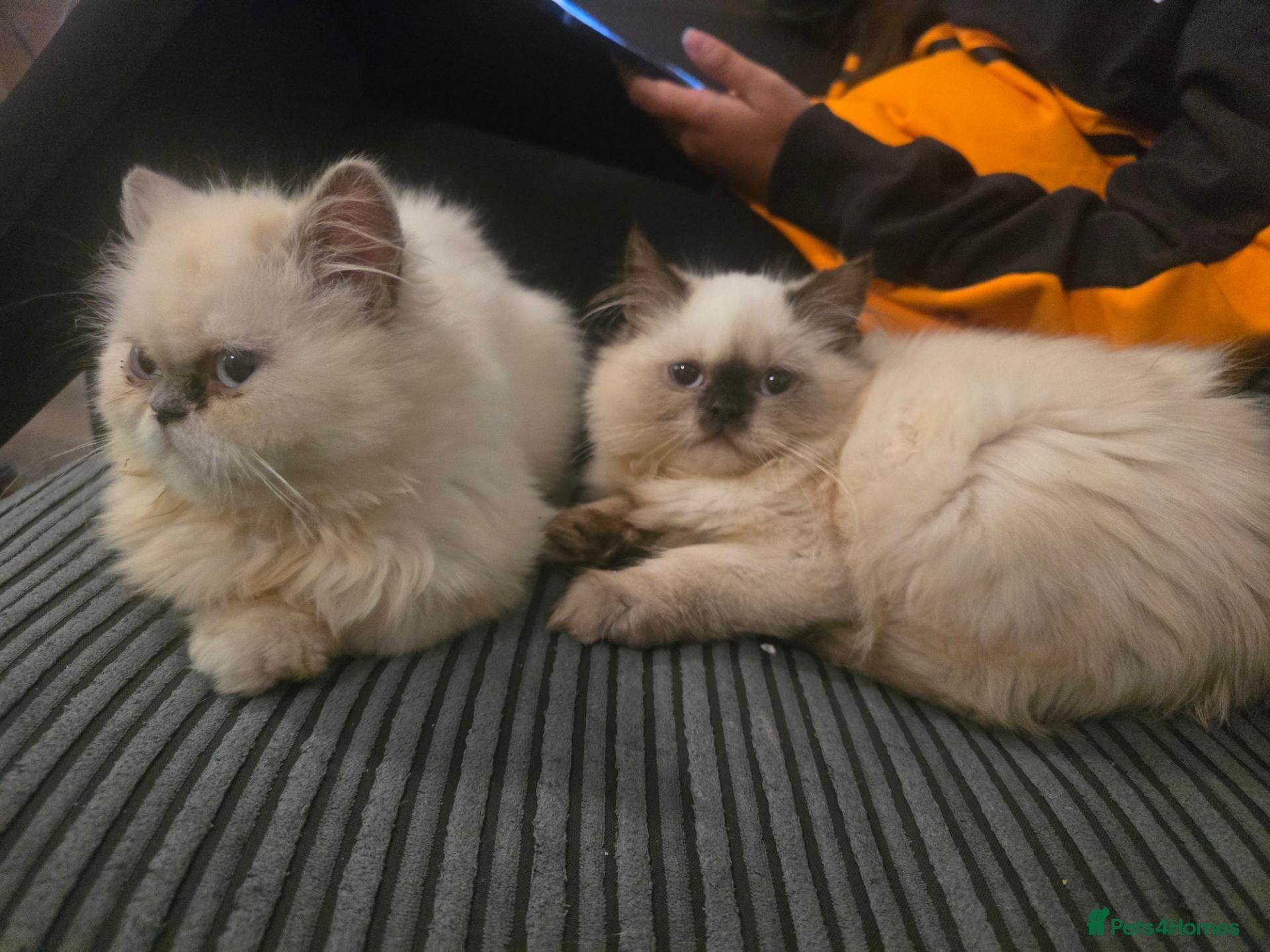 Ragdoll cats X2 ragdoll x kittens  - Advert 1
