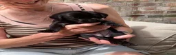 Labrador Retriever dogs for sale: Beautiful litter of black Labrador pups  in Beverley - Advert 6