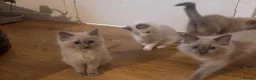 Ragdoll cats for sale: Gorgeous Ragdoll Kittens for Forever Homes!  - Advert 5