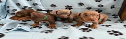 Miniature Dachshund dogs for sale: Lovely mini-dachshunds puppies for sale - Advert 1