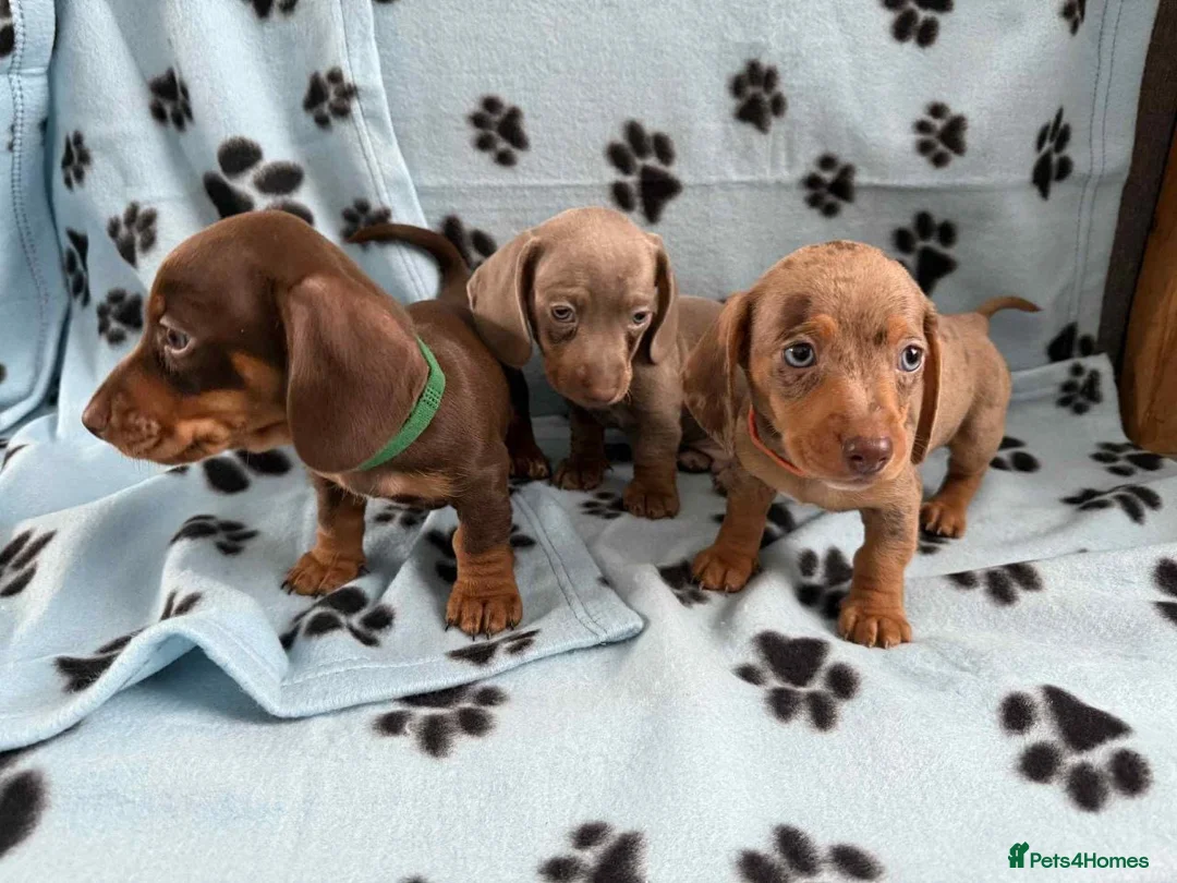 Miniature Dachshund dogs for sale: Lovely mini-dachshunds puppies for sale - Advert 1