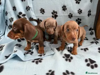 Miniature Dachshund dogs Lovely mini-dachshunds puppies for sale - Advert 8