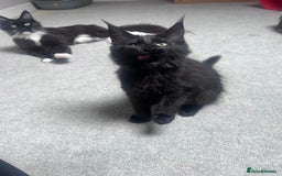 Maine Coon cats for sale:  1 GIRL KITTEN LEFT Ready now maine coon kittens - Image 4