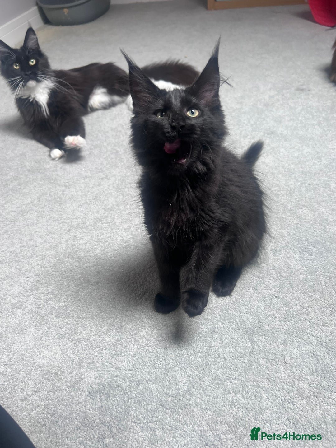 Maine Coon cats for sale:  1 GIRL KITTEN LEFT Ready now maine coon kittens - Image 4